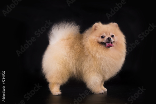 young Pomeranian on black background isolated © Светлана Валуйская