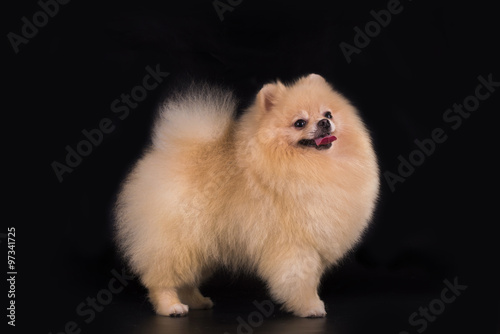 young Pomeranian on black background isolated