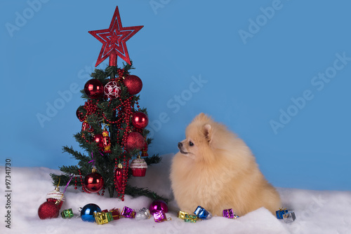 young Pomeranian waiting for a gift at Christmas tree photo