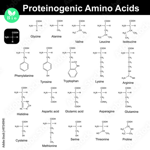 Proteinogenic amino acids