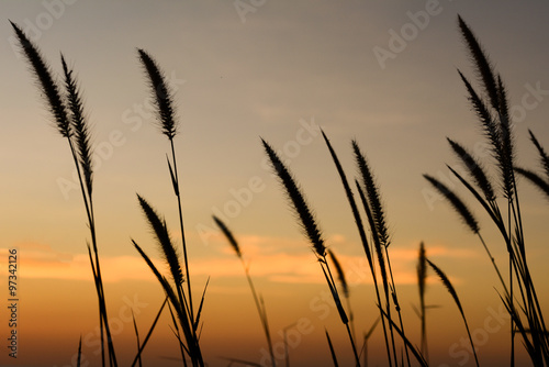 sunset/grass flower with sunset background.