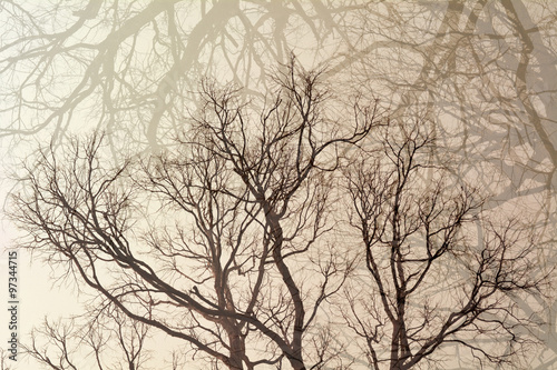 Branches of dead tree. © buraratn