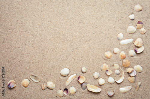 Sea shells on sand. 