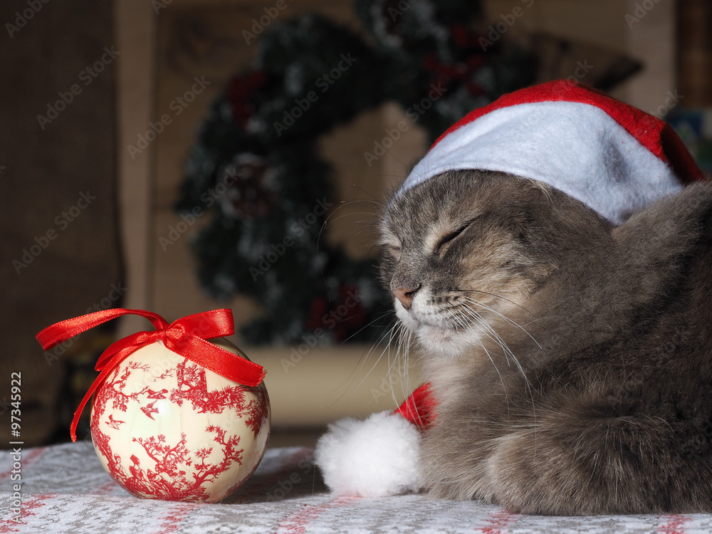 Кот в новогодней шапке и игрушка - новогодний, елочный шарик. Крупно морда  кота. Кот серый, спит. Шар большой, белый с красным фотография Stock |  Adobe Stock