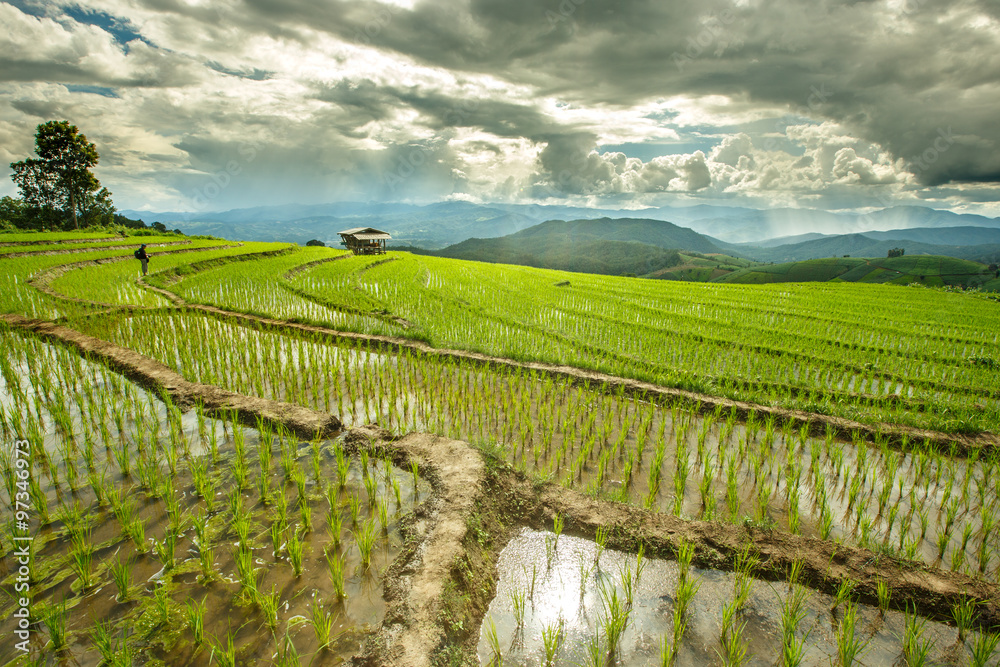 Fresh terrace rice field over the mountain range and beautiful s