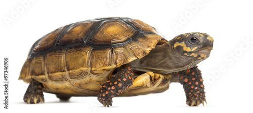 Red-footed tortoises (2 years old), Chelonoidis carbonaria, in f