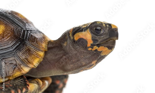 Close-up of a Red-footed tortoises (1,5 years old), Chelonoidis