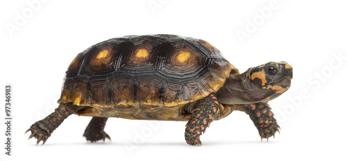 Red-footed tortoises (1,5 years old), Chelonoidis carbonaria, in
