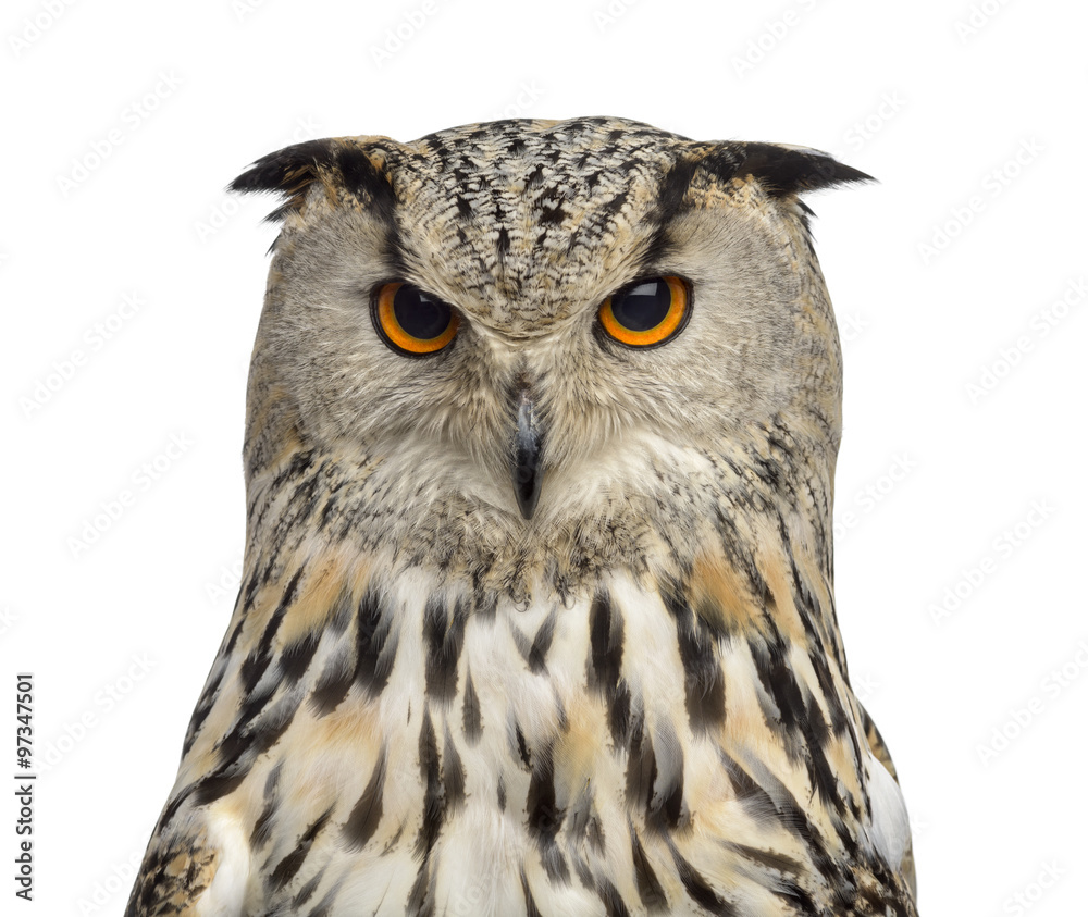 Fototapeta premium Close-up of a Siberian Eagle Owl - Bubo bubo (3 years old) in fr