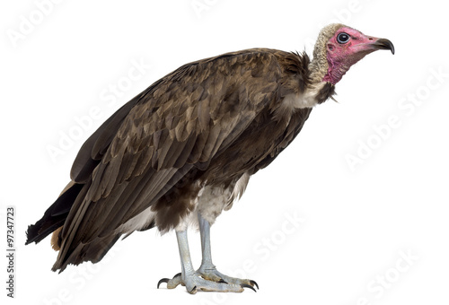 Hooded vulture - Necrosyrtes monachus (11 years old) in front of photo