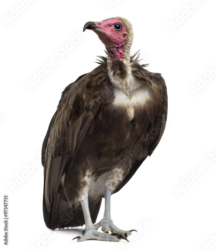 Hooded vulture - Necrosyrtes monachus (11 years old) in front of a white background photo
