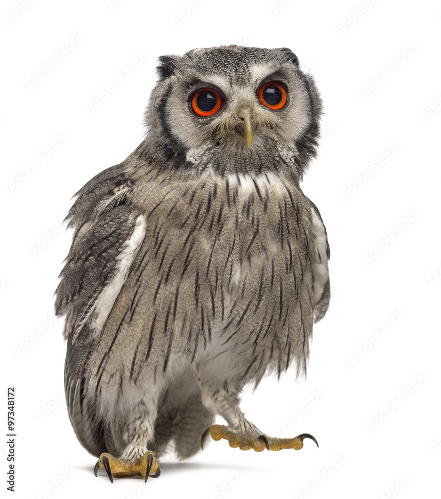Fototapeta premium Northern white-faced owl - Ptilopsis leucotis (1 year old) in fr