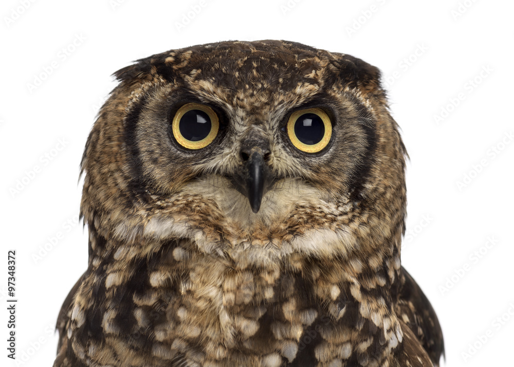 Obraz premium Close-up of a Spotted eagle-owl - Bubo africanus (4 years old) i