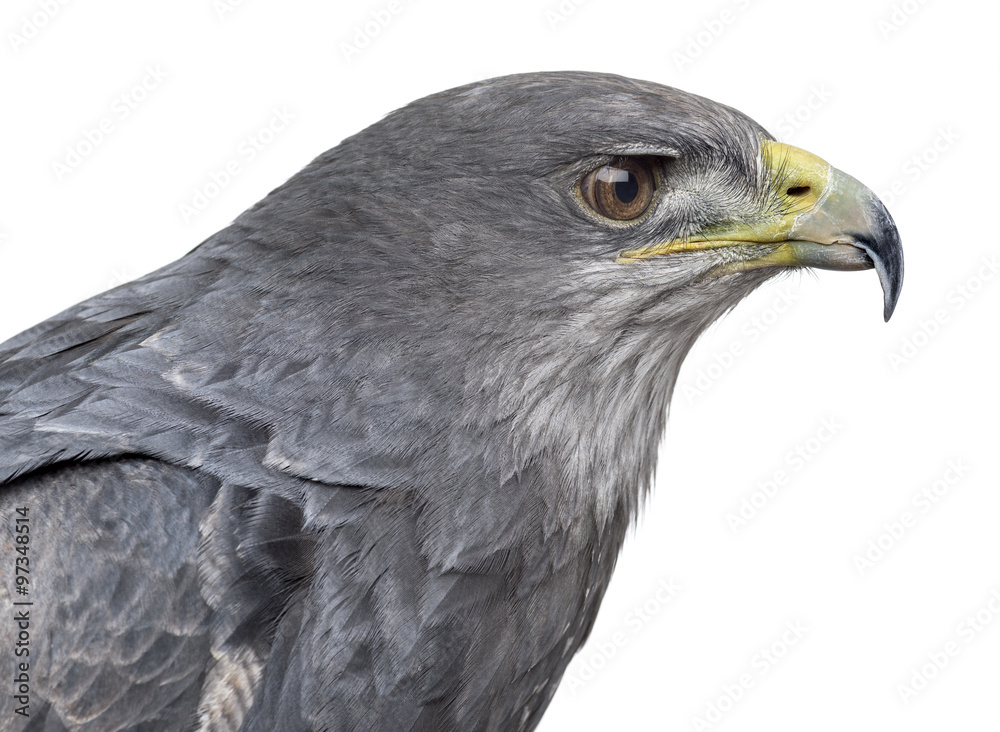 Obraz premium Close-up of a Chilean blue eagle - Geranoaetus melanoleucus (17
