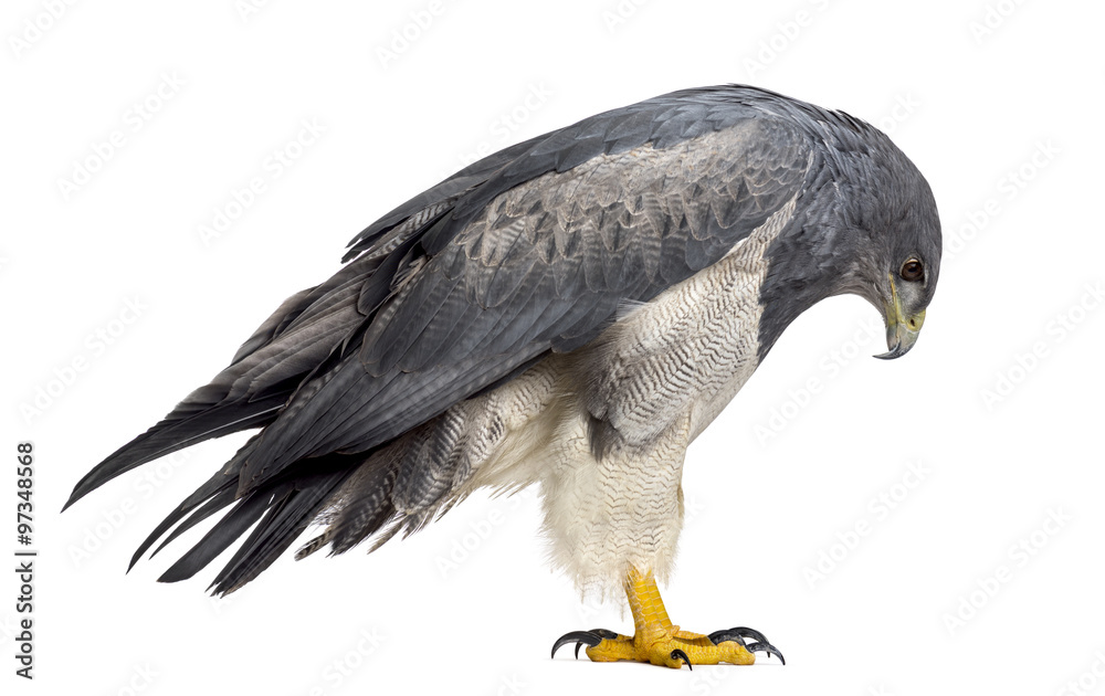 Obraz premium Chilean blue eagle - Geranoaetus melanoleucus (17 years old) in