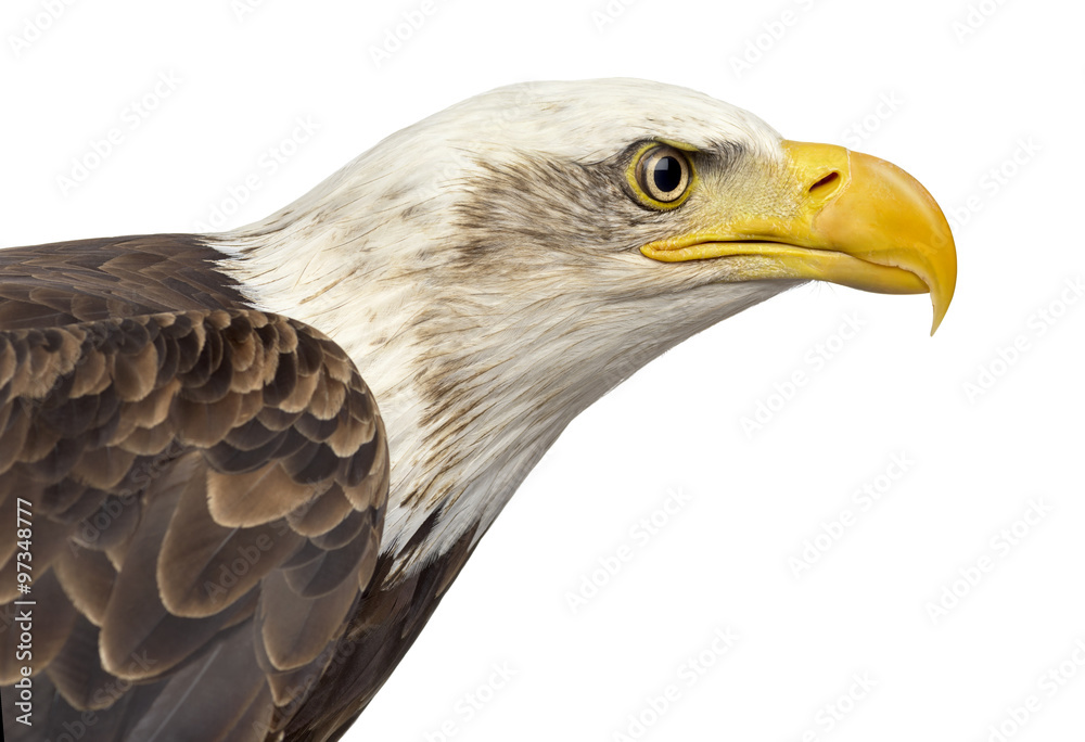 Obraz premium Close-up of a Bald eagle - Haliaeetus leucocephalus (12 years ol