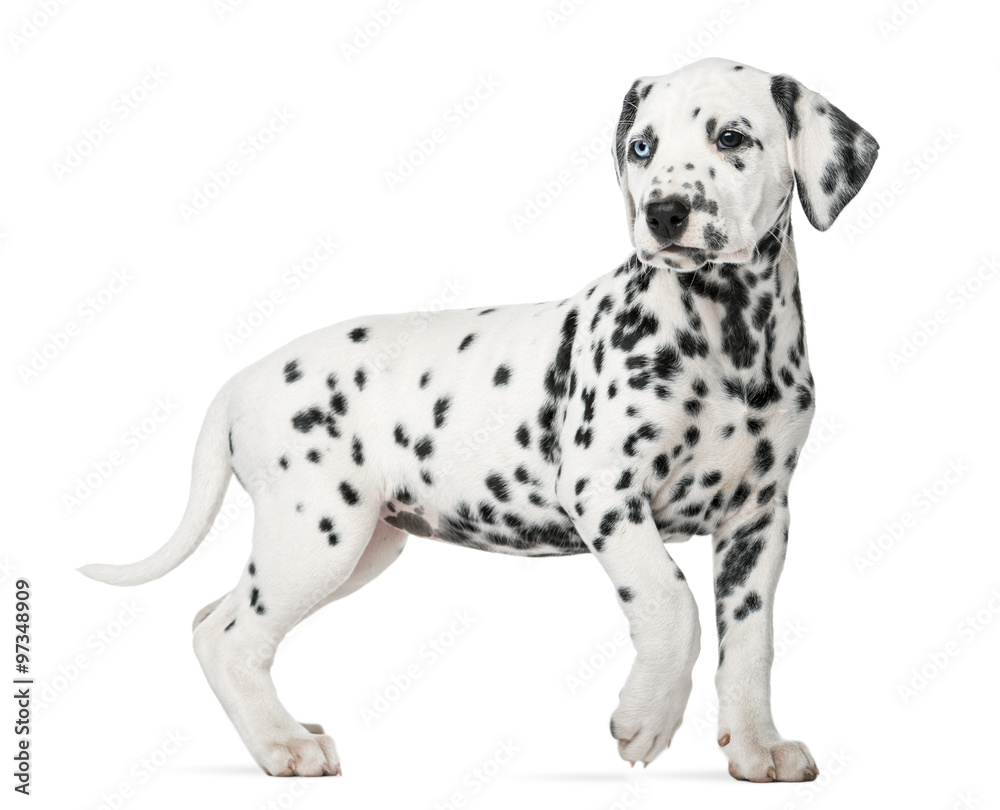 Dalmatian puppy with heterochromia walking Dalmatian puppy with heterochromia walking