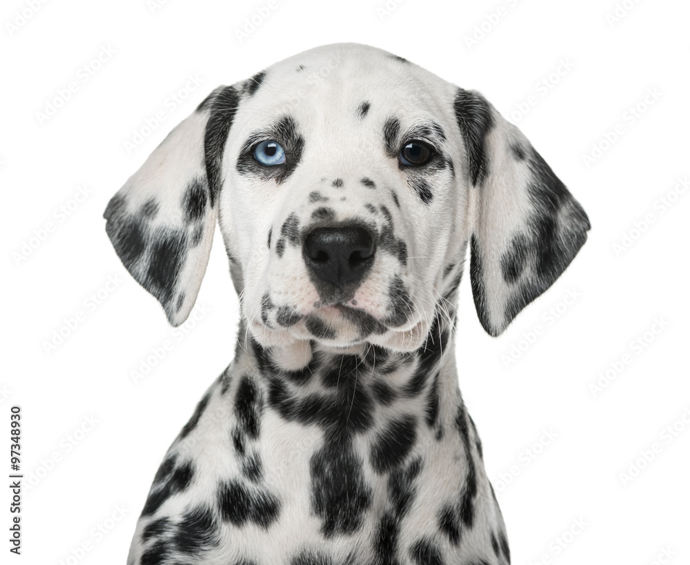 Close-up of a Dalmatian puppy with heterochromia Close-up of a Dalmatian puppy with heterochromia