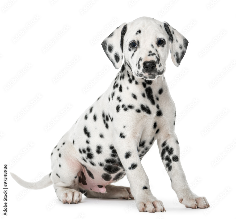 Dalmatian puppy sitting in front of a white background