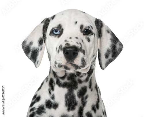 Close-up of a Dalmatian puppy with heterochromia