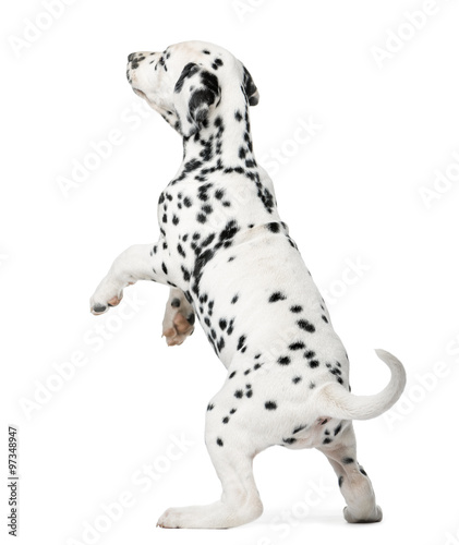 Dalmatian puppy standing up in front of a white background