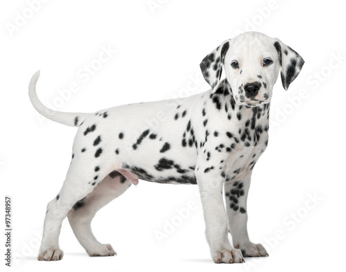 Dalmatian puppy standing in front of a white background