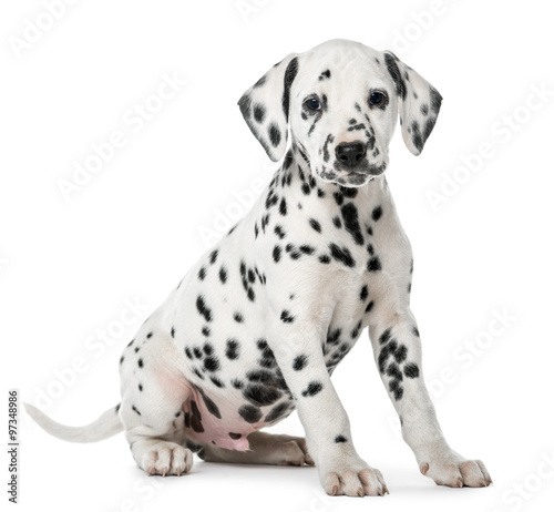 Dalmatian puppy sitting in front of a white background