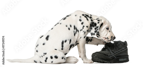 Dalmatian puppy chewing a shoe in front of a white background