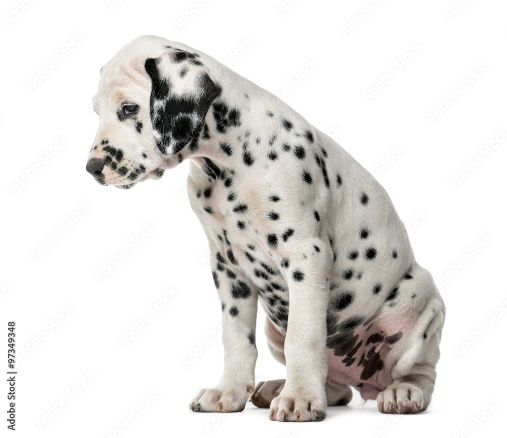Dalmatian puppy sitting in front of a white background Dalmatian puppy sitting in front of a white background
