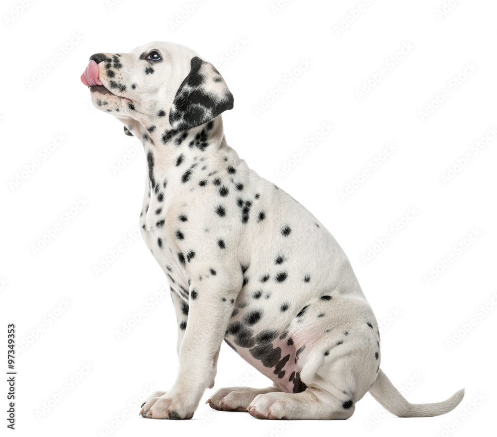 Dalmatian puppy sitting and licking