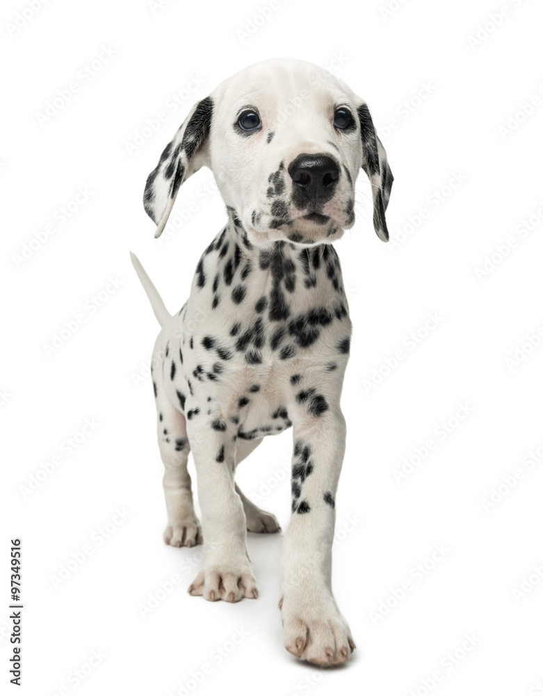 Wide-angle of a Dalmatian puppy in front of a white background Wide-angle of a Dalmatian puppy in front of a white background