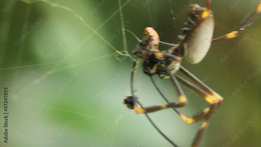 A female golden orbweaver spider, Nephila plumipes or Nephila ornata, devouring its prey. Taken in Sydney, Australia. A female golden orbweaver spider, Nephila plumipes or Nephila ornata, devouring its prey. Taken in Sydney, Australia.
