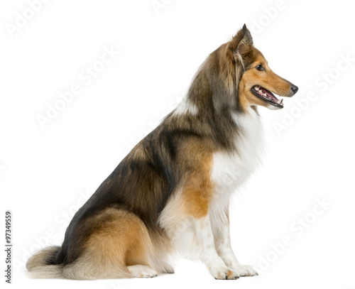 Fototapeta Naklejka Na Ścianę i Meble -  Shetland Sheepdog sitting in front of a white background