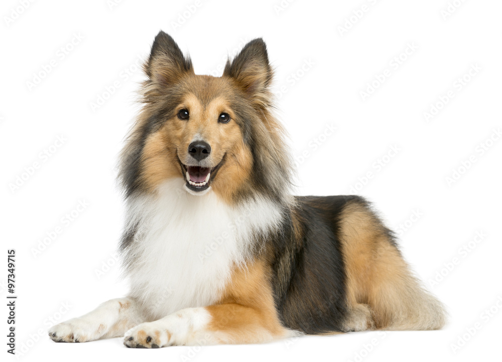 Shetland Sheepdog lying in front of a white background