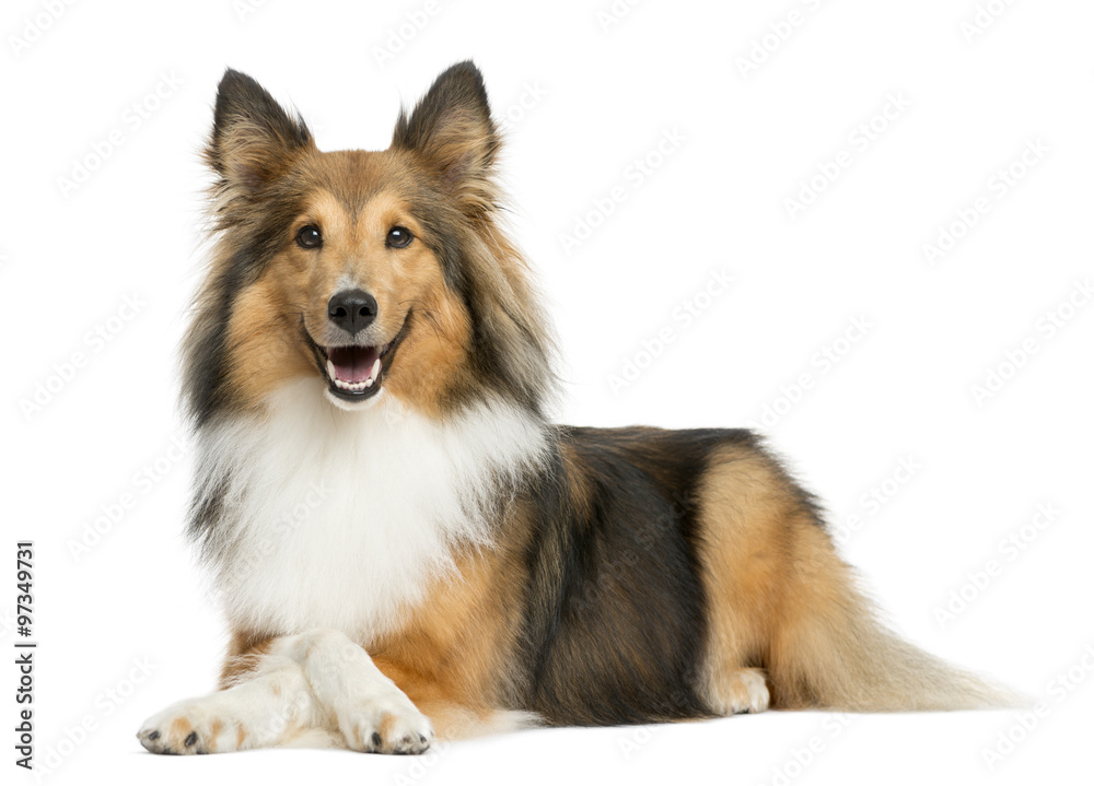 Shetland Sheepdog lying in front of a white background Shetland Sheepdog lying in front of a white background