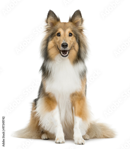 Shetland Sheepdog sitting in front of a white background © Eric Isselée