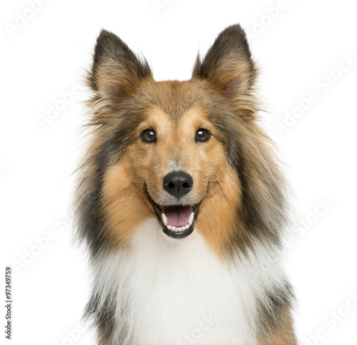 Fototapeta Naklejka Na Ścianę i Meble -  Close-up of a Shetland Sheepdog in front of a white background