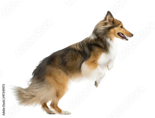 Shetland Sheepdog jumping in front of a white background © Eric Isselée