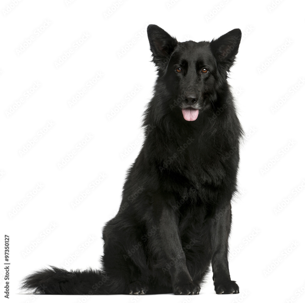 Groenendael sitting in front of a white background Groenendael sitting in front of a white background