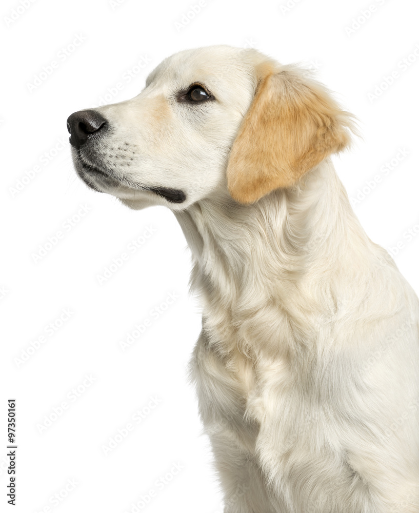Close-up of a Golden retriever in front of a white background Close-up of a Golden retriever in front of a white background