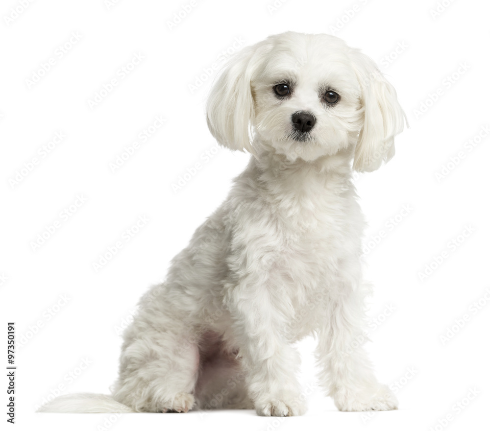 Maltese sitting in front of a white background