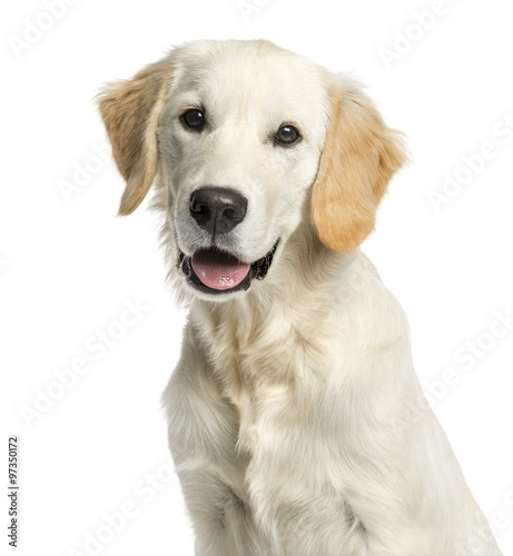Close-up of a Golden retriever in front of a white background © Eric Isselée
