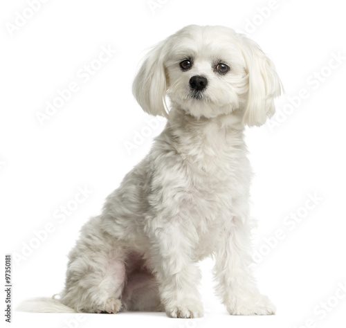 Fototapeta Naklejka Na Ścianę i Meble -  Maltese sitting in front of a white background
