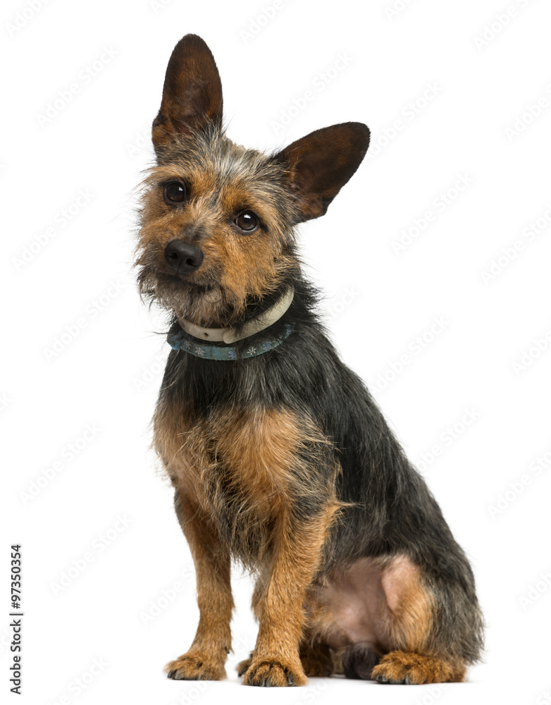 Crossbreed dog sitting in front of a white background Crossbreed dog sitting in front of a white background