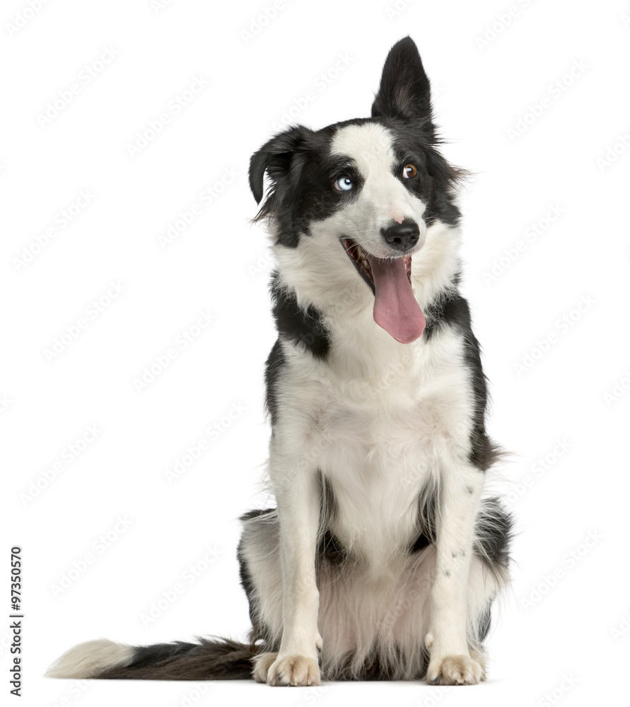 Border Collie sitting in front of a white background