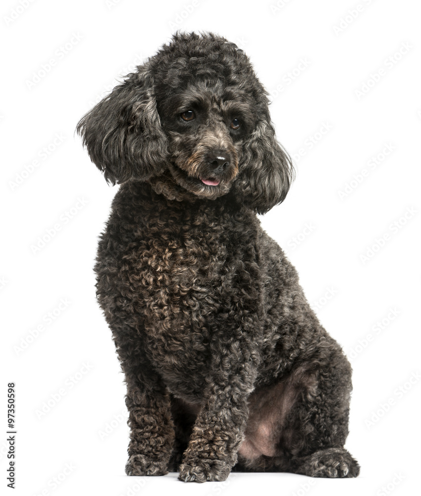 Poodle sitting in front of a white background Poodle sitting in front of a white background