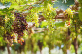 Bunches of red wine grapes hanging on the vine