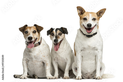Three Jack Russell Terrier sitting