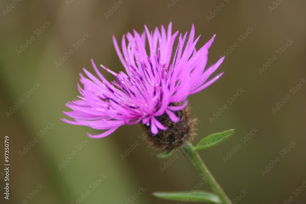 Macro d'une fleur de bord de route Macro d'une fleur de bord de route
