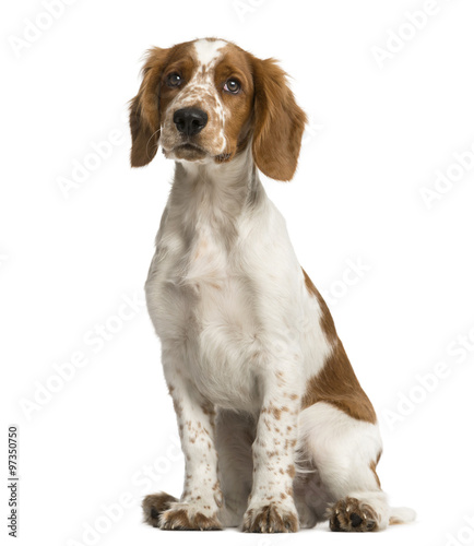 Welsh Springer Spaniel sitting in front of a white background